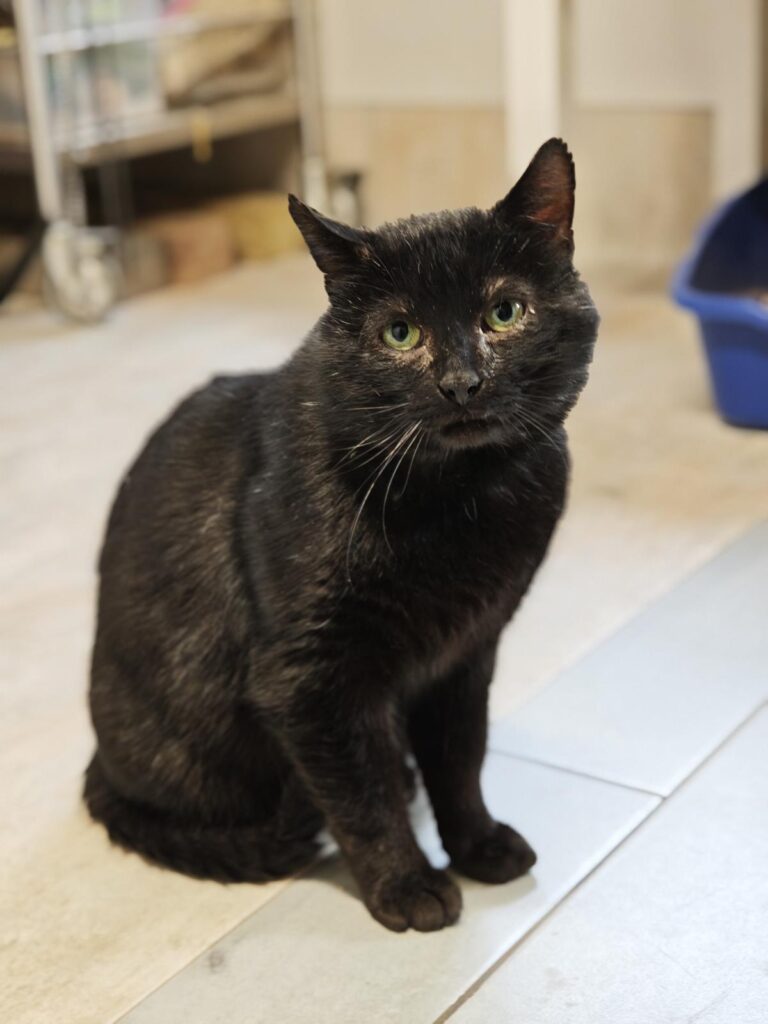 schwarze Katze Mephisto Zuhause gesucht Tierheim Hoffnung für Tiere