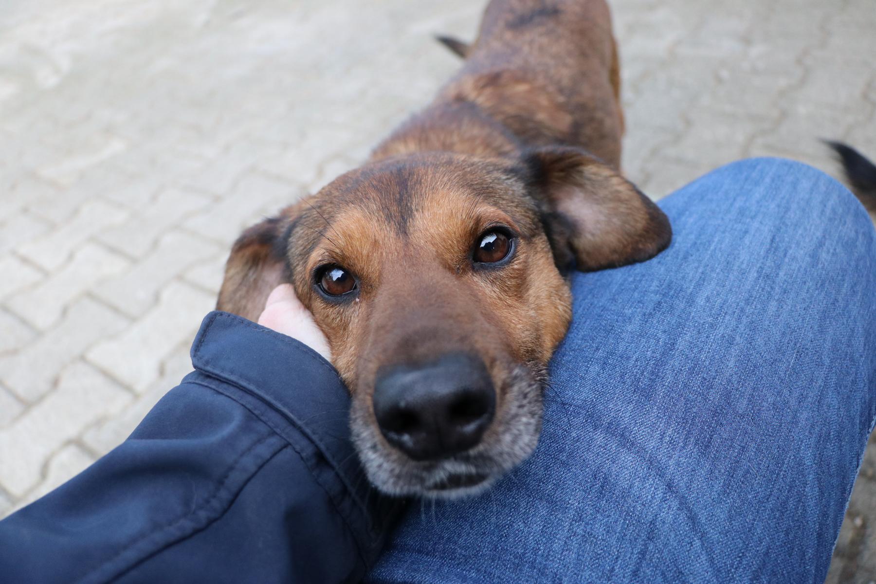 Hund Miki Zuhause gesucht Tierheim Hoffnung für Tiere