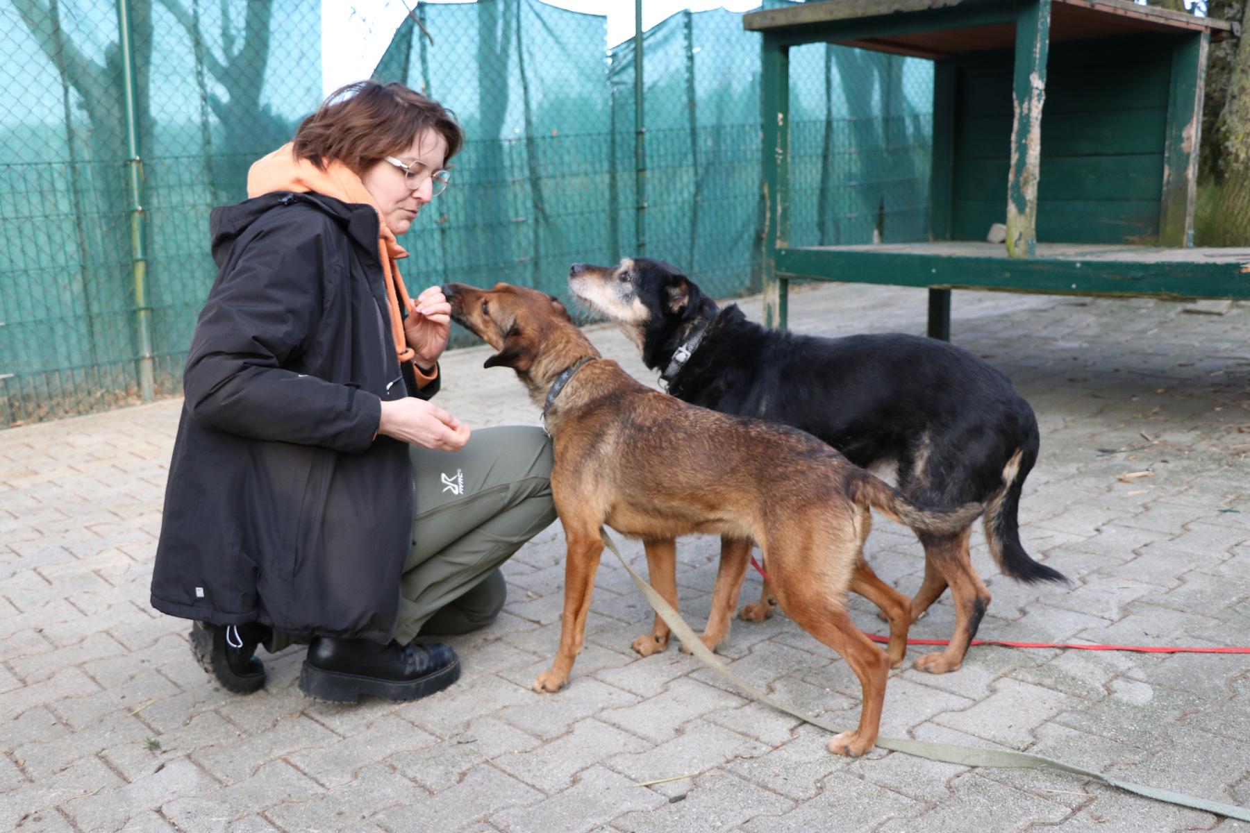 Hund Miki Zuhause gesucht Tierheim Hoffnung für Tiere