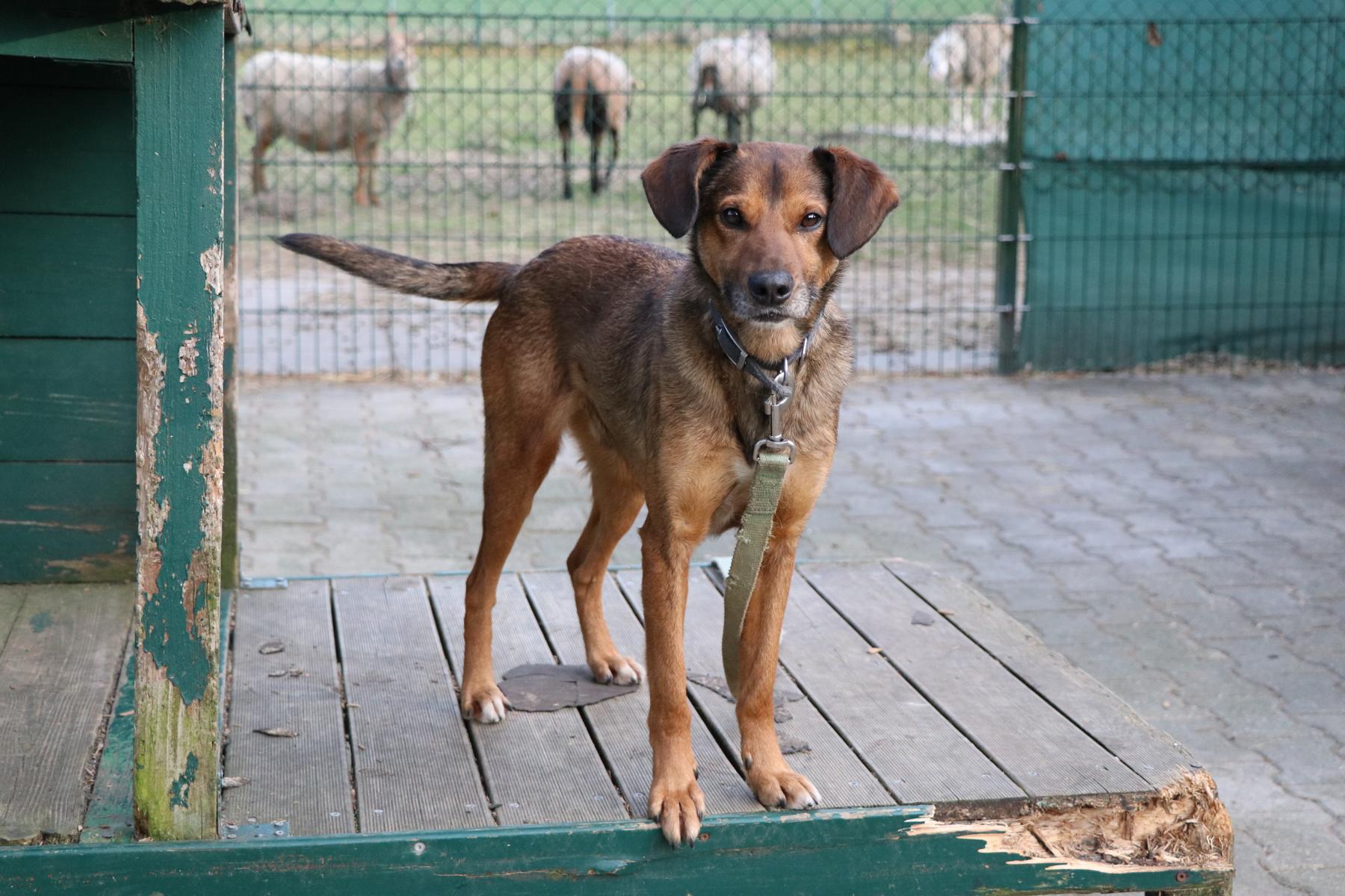 Hund Miki Zuhause gesucht Tierheim Hoffnung für Tiere