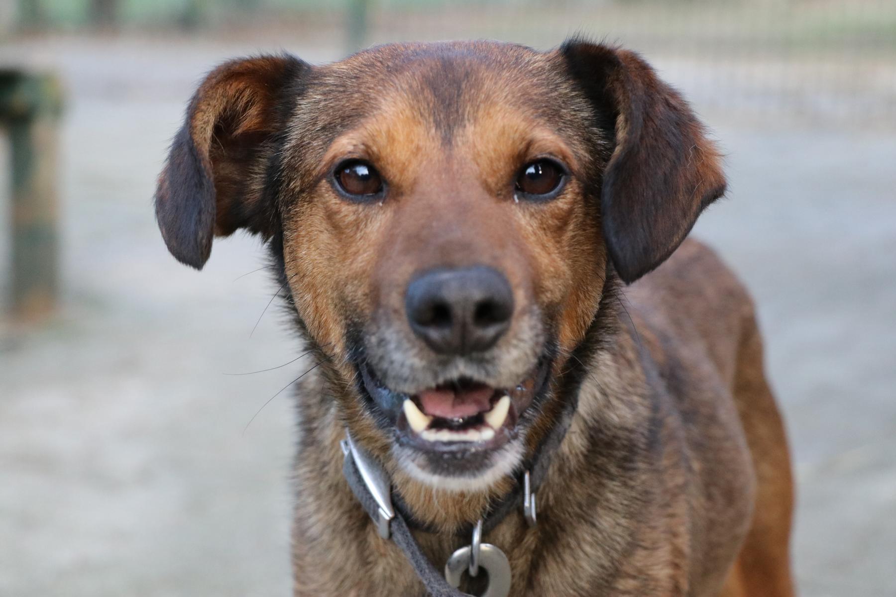 Hund Miki Zuhause gesucht Tierheim Hoffnung für Tiere