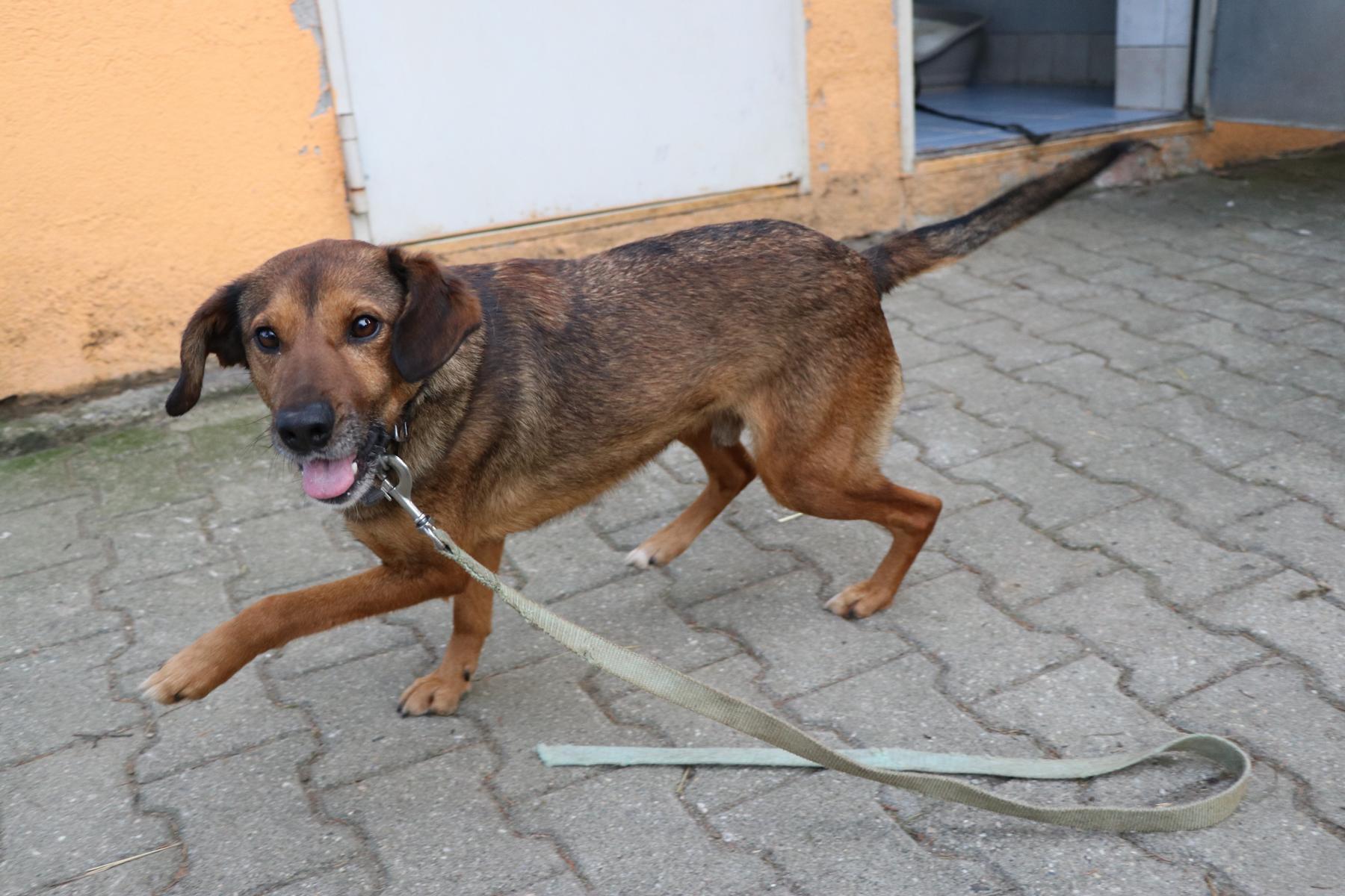 Hund Miki Zuhause gesucht Tierheim Hoffnung für Tiere