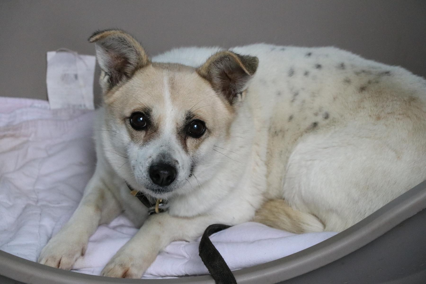 Hund Milka Zuhause gesucht Tierheim Hoffnung für Tiere