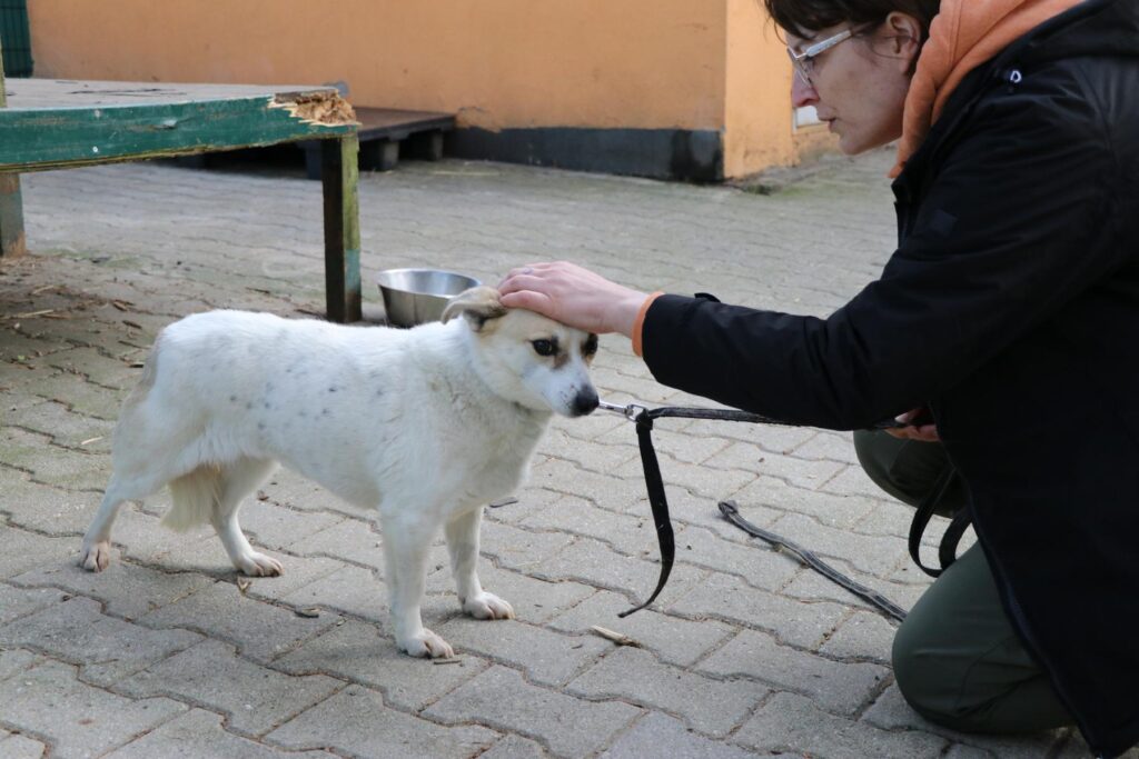 Milka (5) Hund Milka Zuhause gesucht Tierheim Hoffnung für Tiere