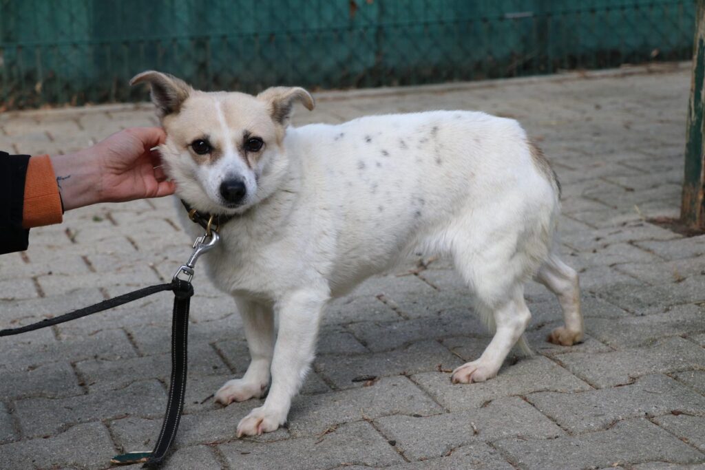 Milka (7) Hund Milka Zuhause gesucht Tierheim Hoffnung für Tiere
