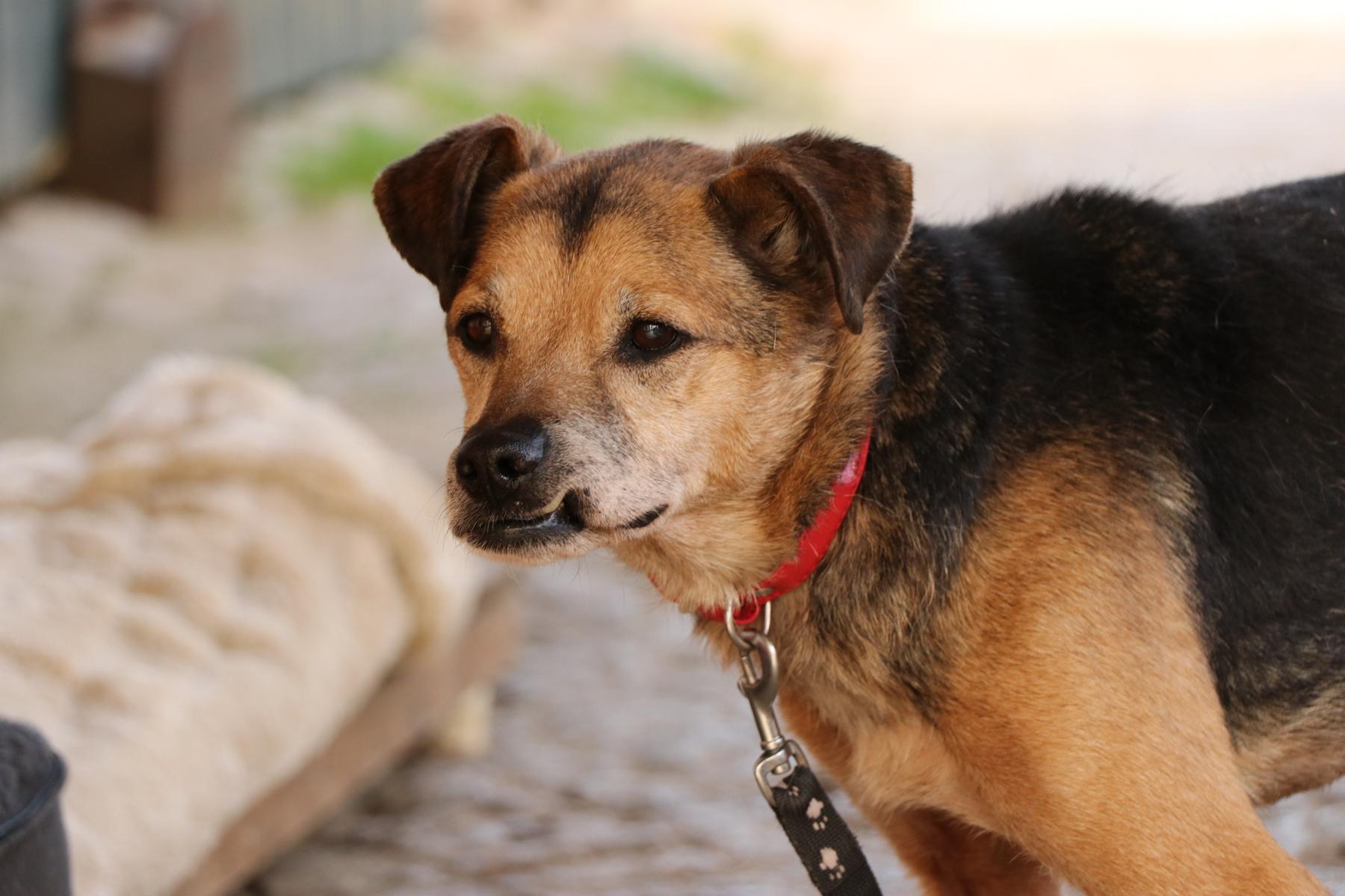 Hund Milton Zuhause gesucht Tierheim Hoffnung für Tiere