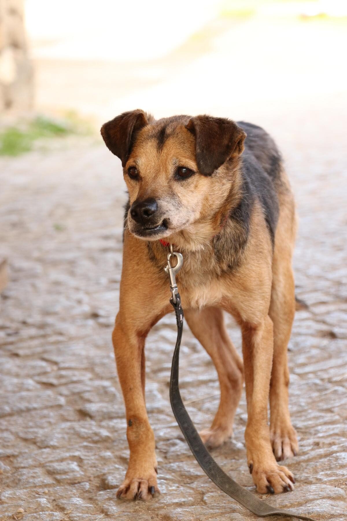 Hund Milton Zuhause gesucht Tierheim Hoffnung für Tiere