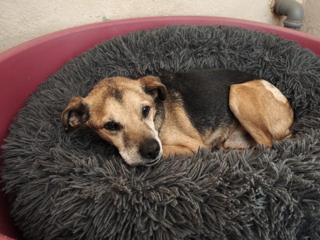 Hund Milton Zuhause gesucht Tierheim Hoffnung für Tiere