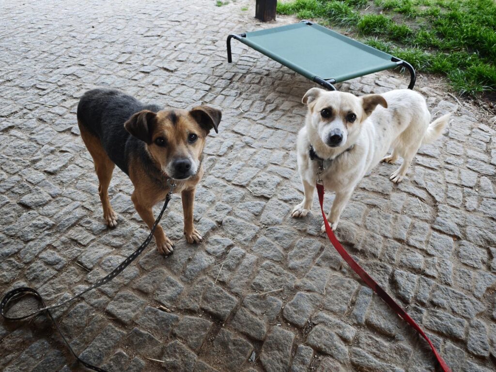 Hund Milton Zuhause gesucht Tierheim Hoffnung für Tiere