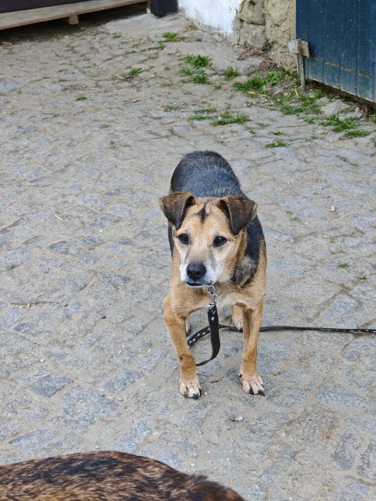 Hund Milton Zuhause gesucht Tierheim Hoffnung für Tiere