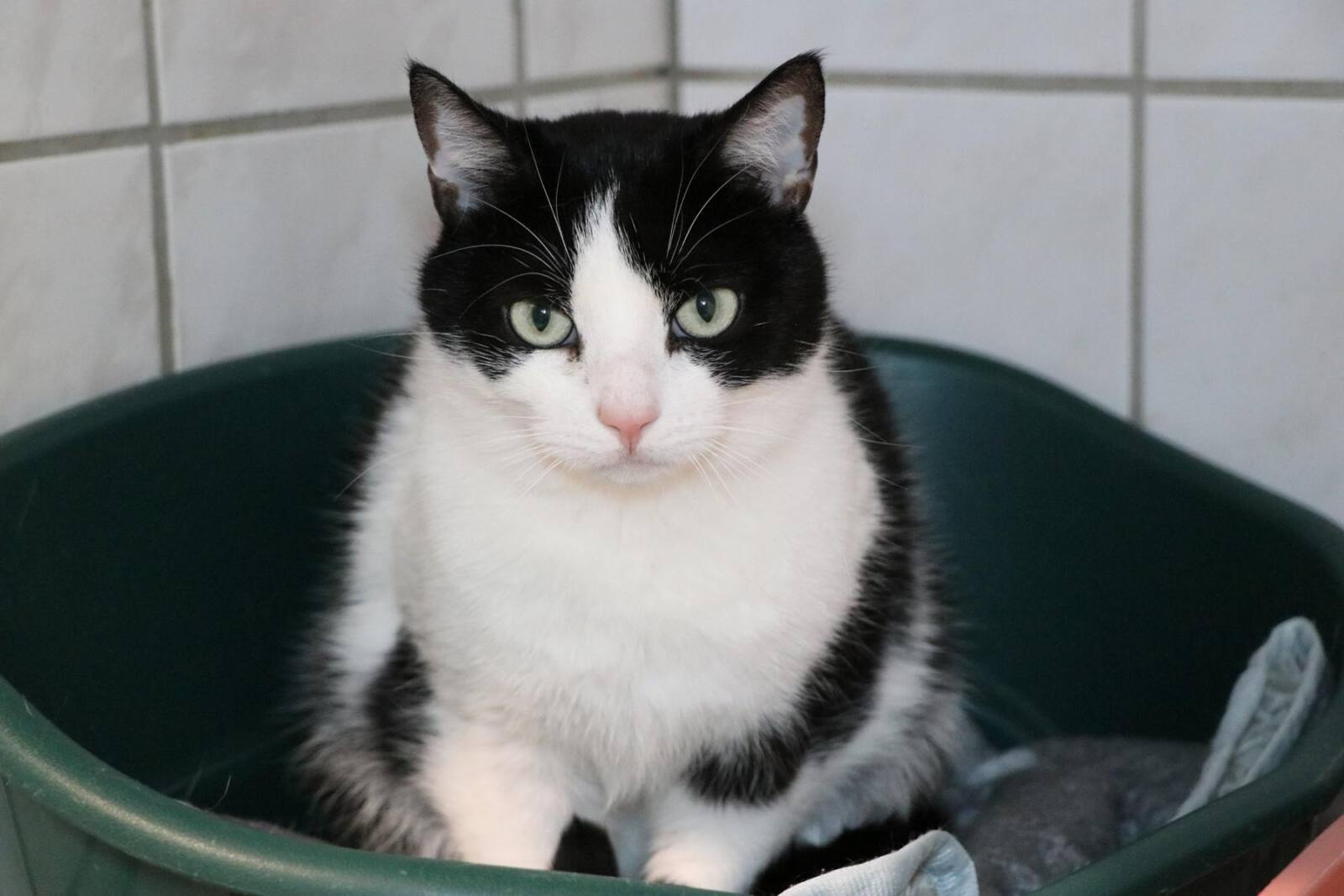 Rudi (1) Erwin und Rudi Zuhause gesucht Tierheim Hoffnung für Tiere