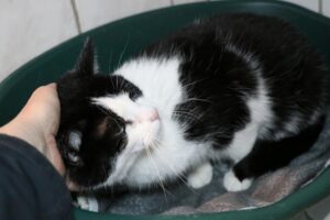 Erwin und Rudi Zuhause gesucht Tierheim Hoffnung für Tiere