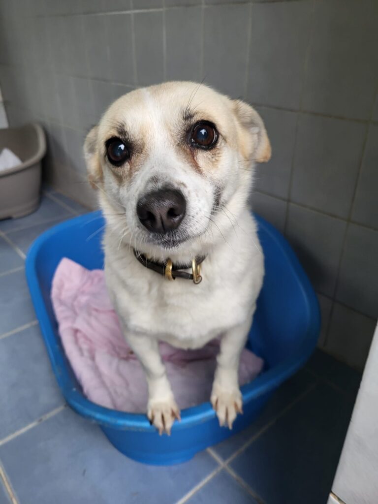 Milka Hund Milka Zuhause gesucht Tierheim Hoffnung für Tiere