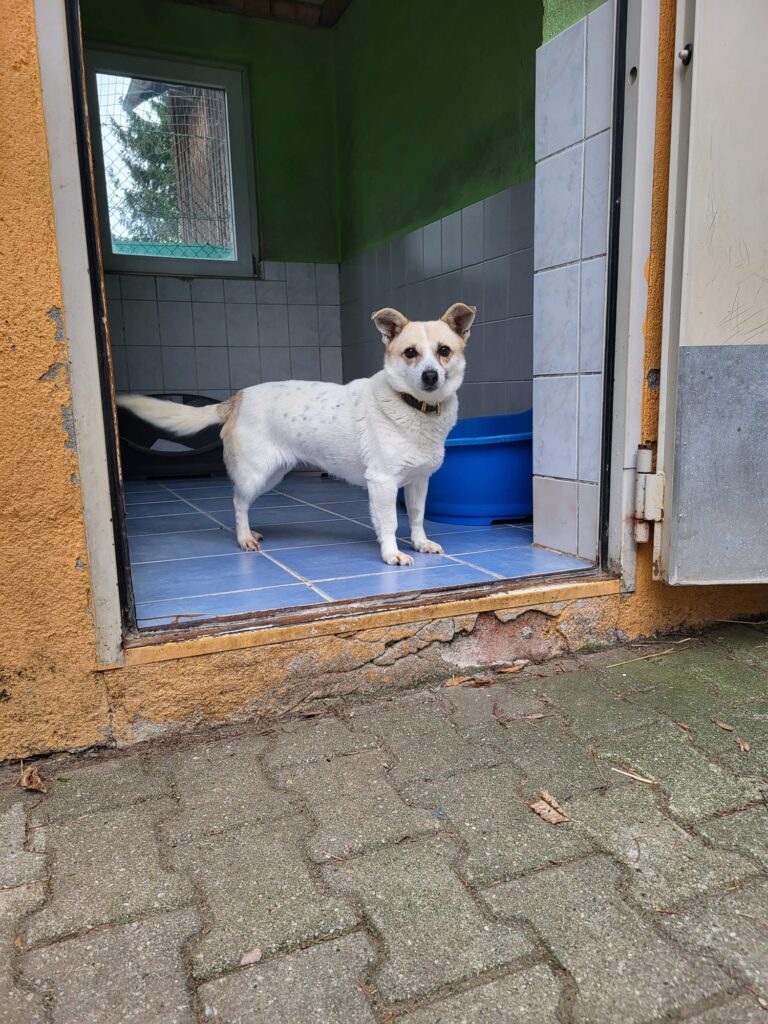 Milka Hund Milka Zuhause gesucht Tierheim Hoffnung für Tiere