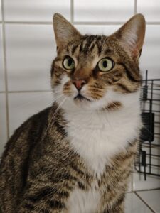 Erwin Katze Erwin Zuhause gesucht Tierheim Hoffnung für Tiere