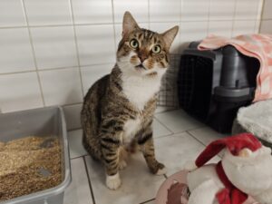 Erwin Katze Erwin Zuhause gesucht Tierheim Hoffnung für Tiere
