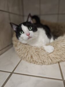 Rudi Katze Rudi Zuhause gesucht Tierheim Hoffnung für Tiere