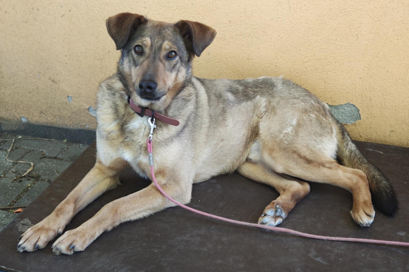 Hund Ares Zuhause gesucht Tierheim Hoffnung für Tiere