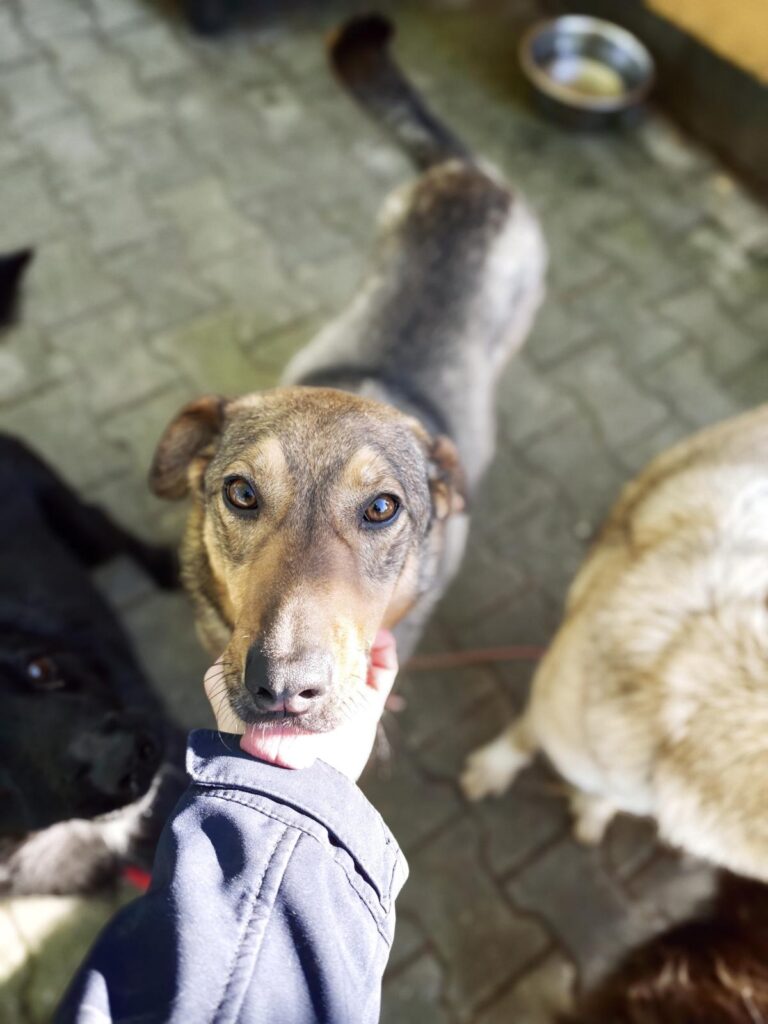 Hund Ares Zuhause gesucht Tierheim Hoffnung für Tiere