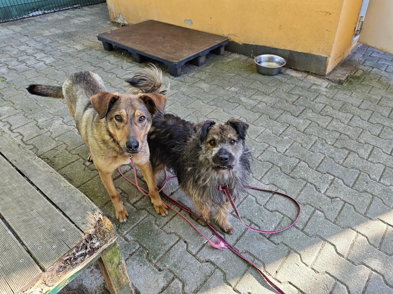 Hund Elmo Zuhause gesucht Tierheim Hoffnung für Tier