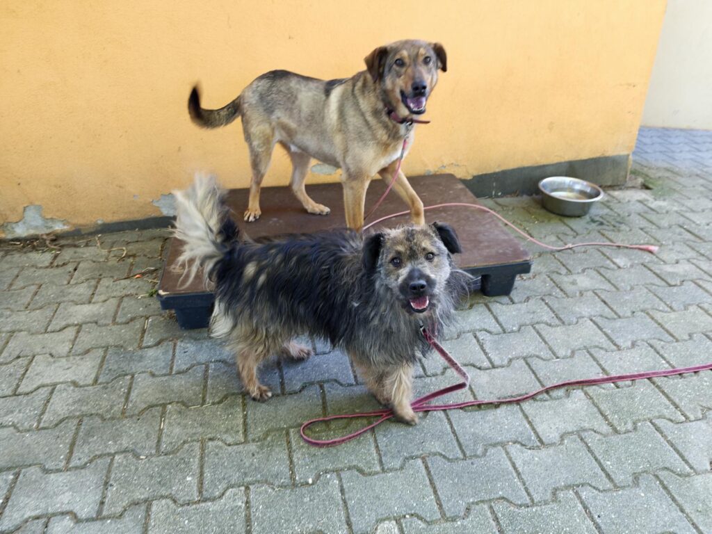 Hund Elmo Zuhause gesucht Tierheim Hoffnung für Tiere