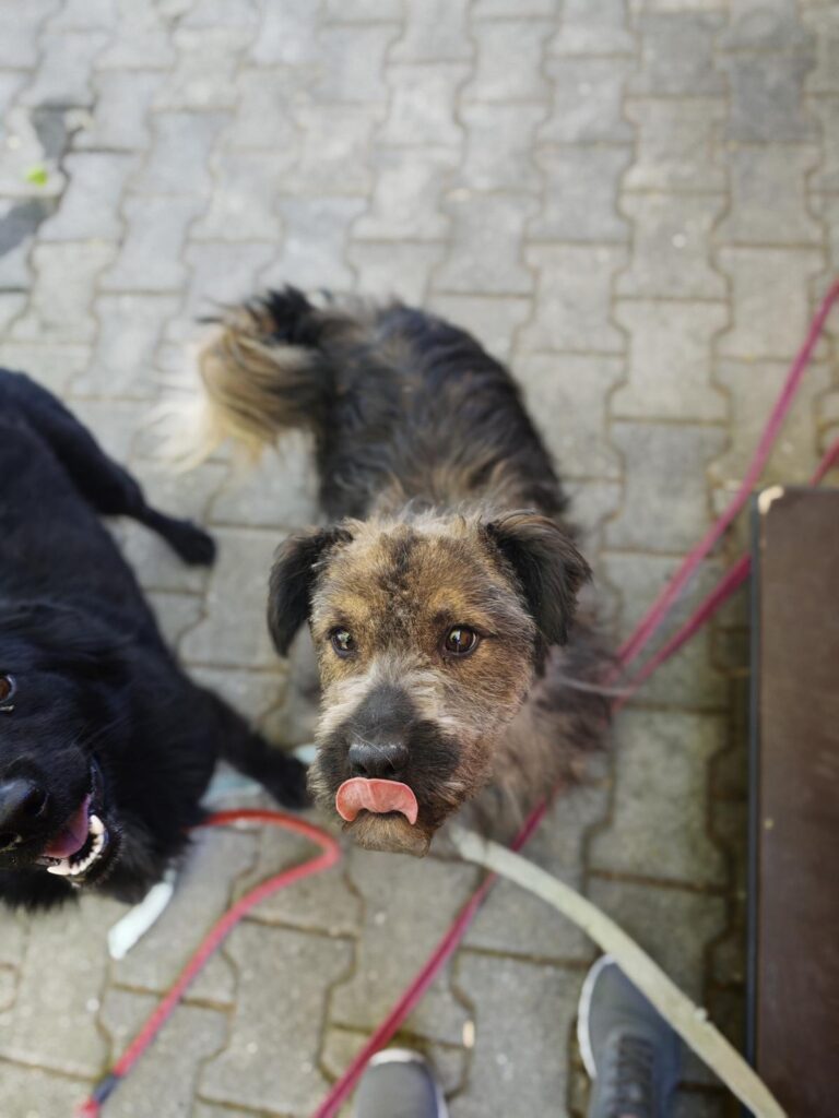 Hund Elmo Zuhause gesucht Tierheim Hoffnung für Tiere