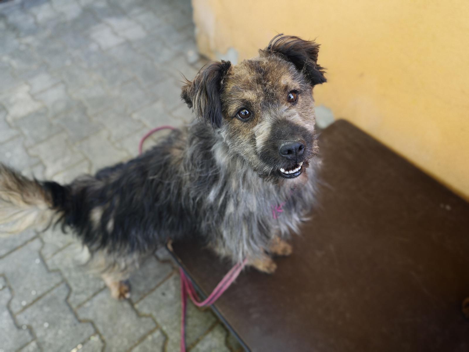 Hund Elmo Zuhause gesucht Tierheim Hoffnung für Tiere