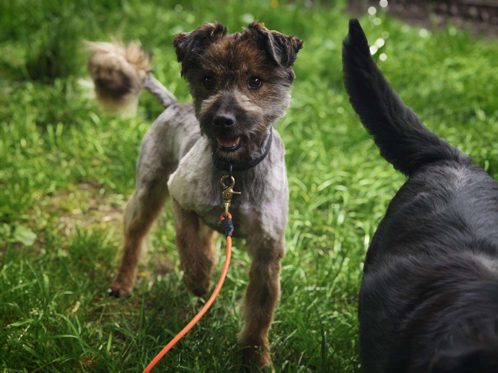 Hund Elmo Zuhause gesucht Tierheim Hoffnung für Tiere