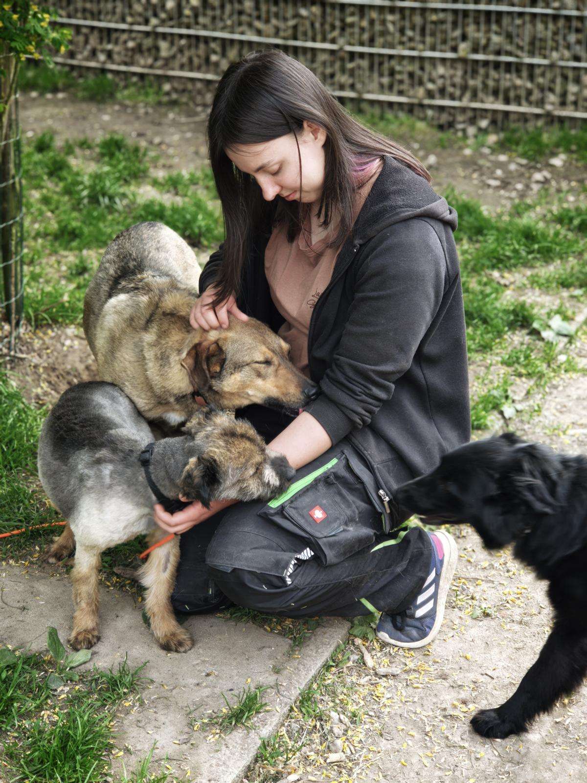Hund Elmo Zuhause gesucht Tierheim Hoffnung für Tiere