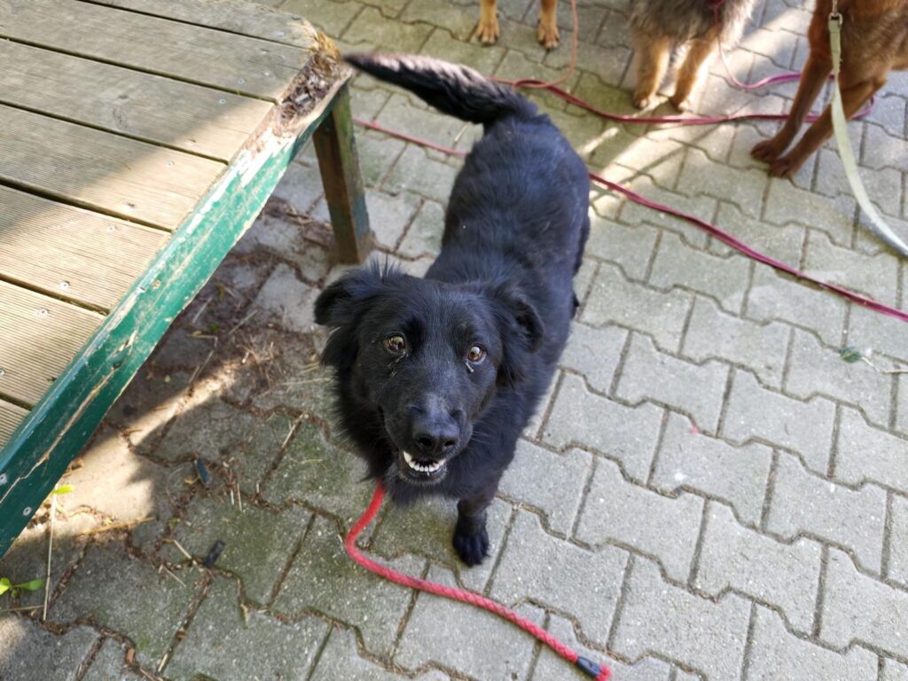 Hund Jagodka Zuhause gesucht Tierheim Hoffnung für Tiere