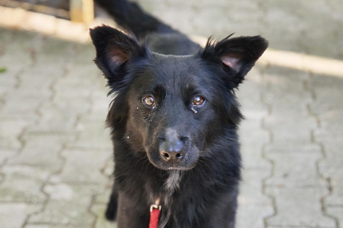 Hund Jagodka Zuhause gesucht Tierheim Hoffnung für Tiere