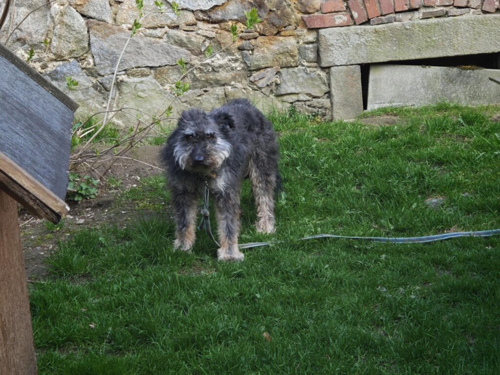 Hund Mia Zuhause gesucht Tierheim Hoffnung für Tiere
