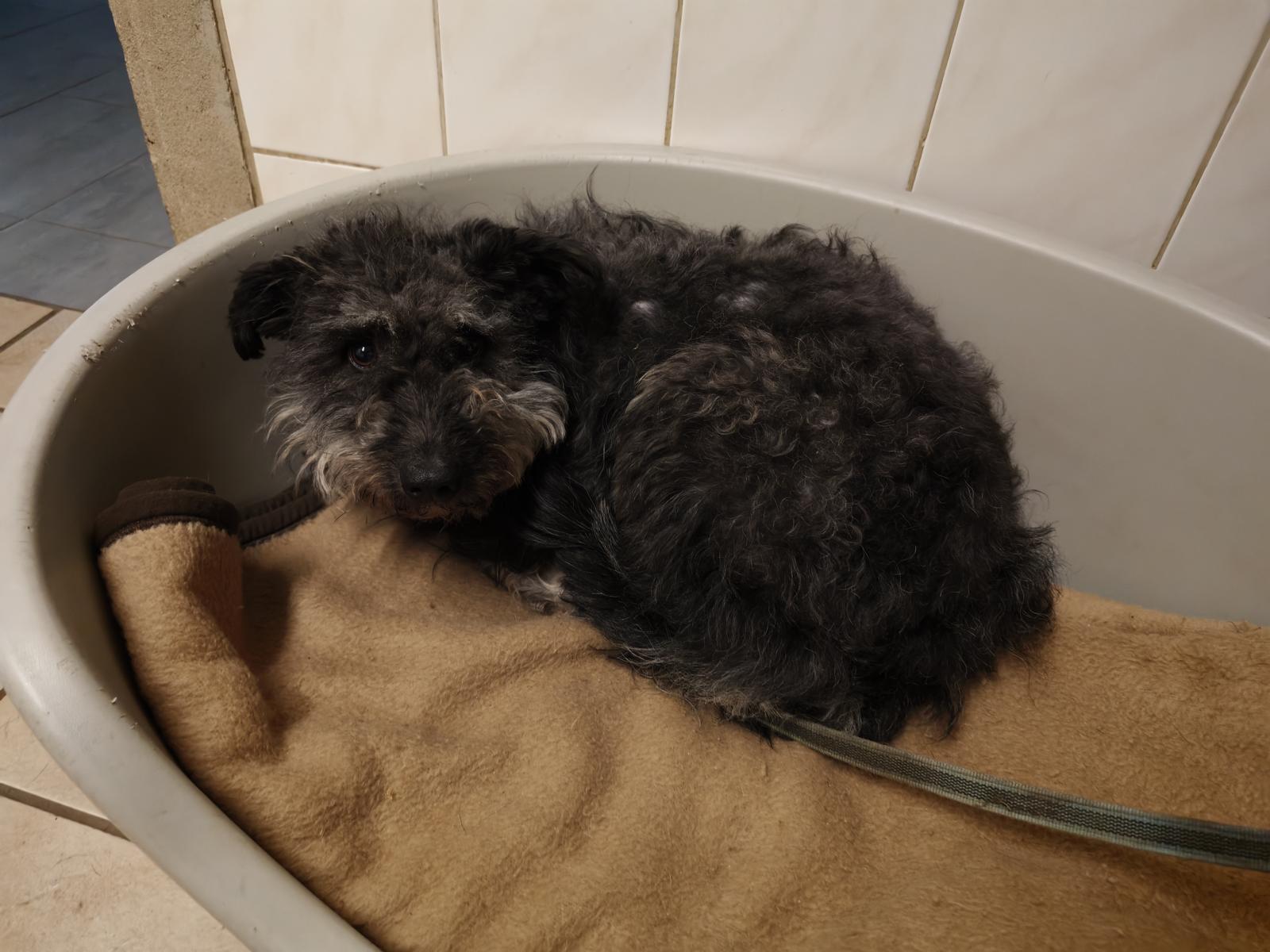 Hund Mia Zuhause gesucht Tierheim Hoffnung für Tiere