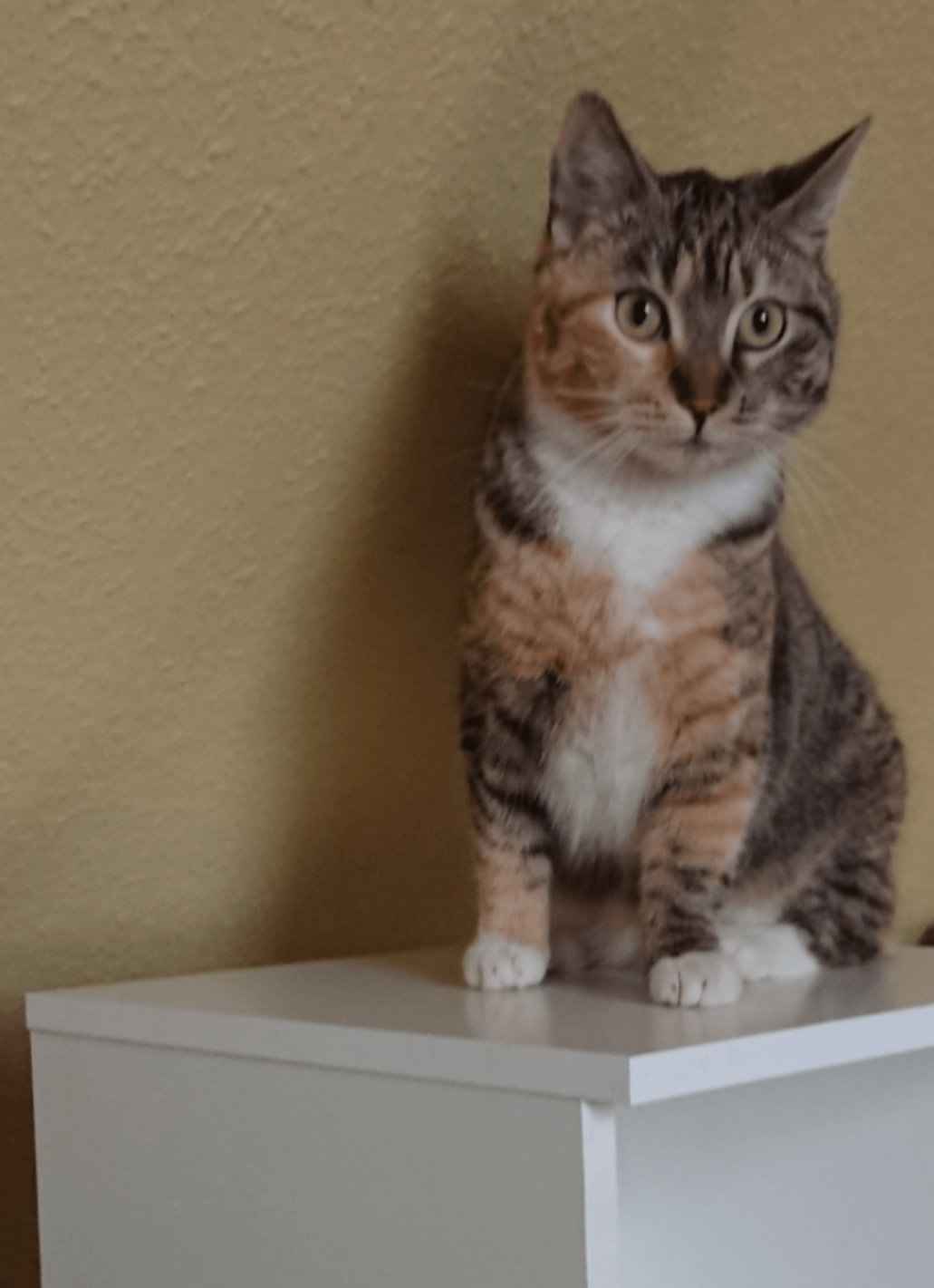 Katze Elli vermisst
