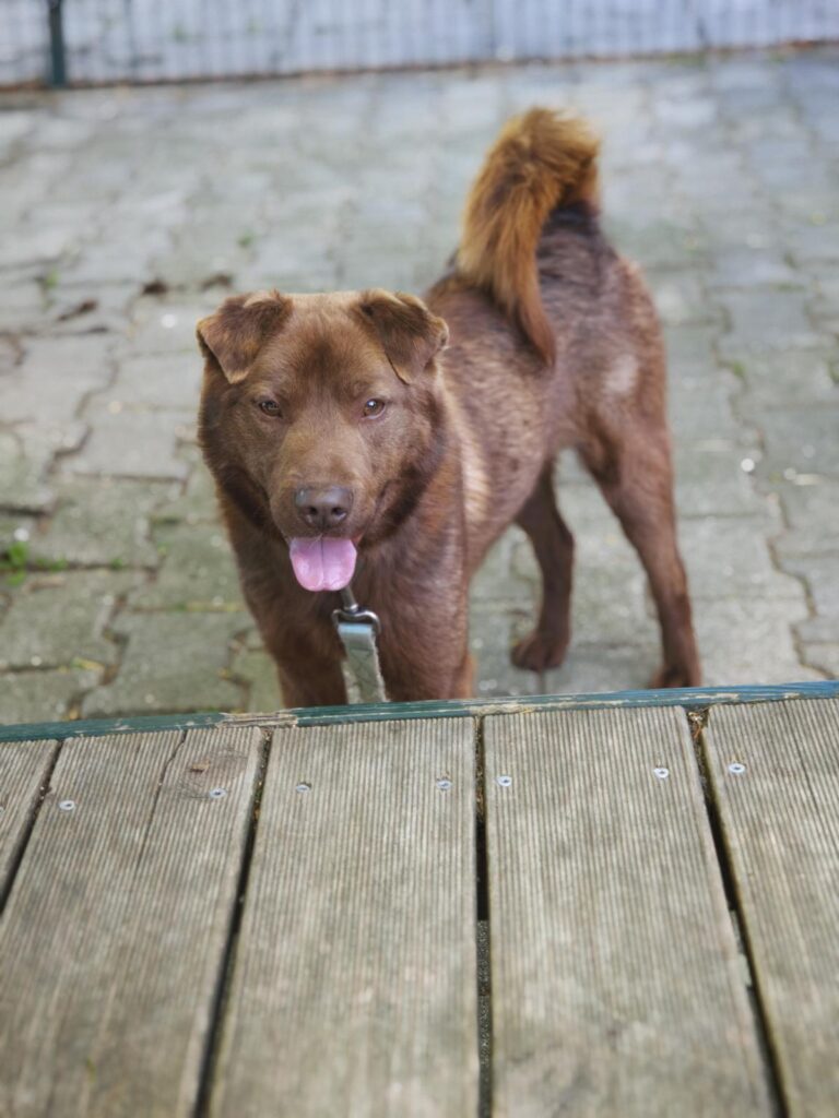 Hund Toffifee Zuhause gesucht Tierheim Hoffnung für Tiere