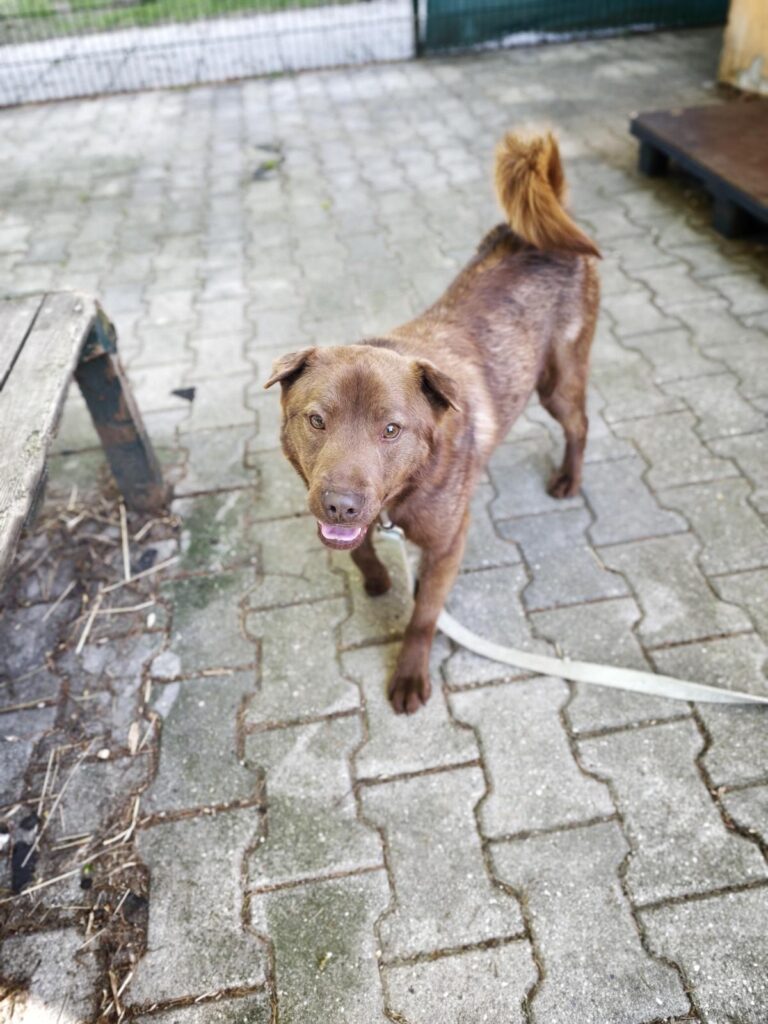 Hund Toffifee Zuhause gesucht Tierheim Hoffnung für Tiere