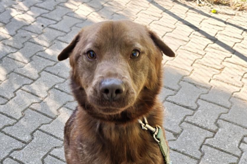 Hund Toffifee Zuhause gesucht Tierheim Hoffnung für Tiere