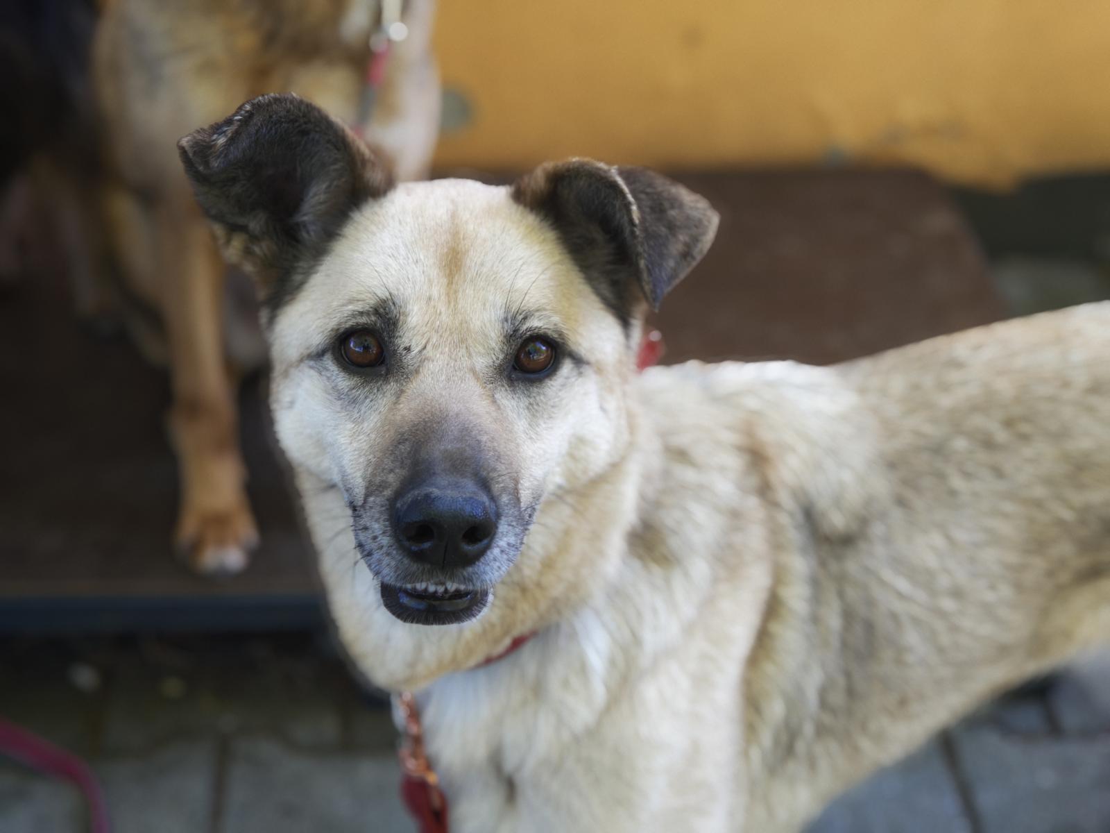 Hund Tomka Zuhause gesucht Tierheim Hoffnung für Tiere