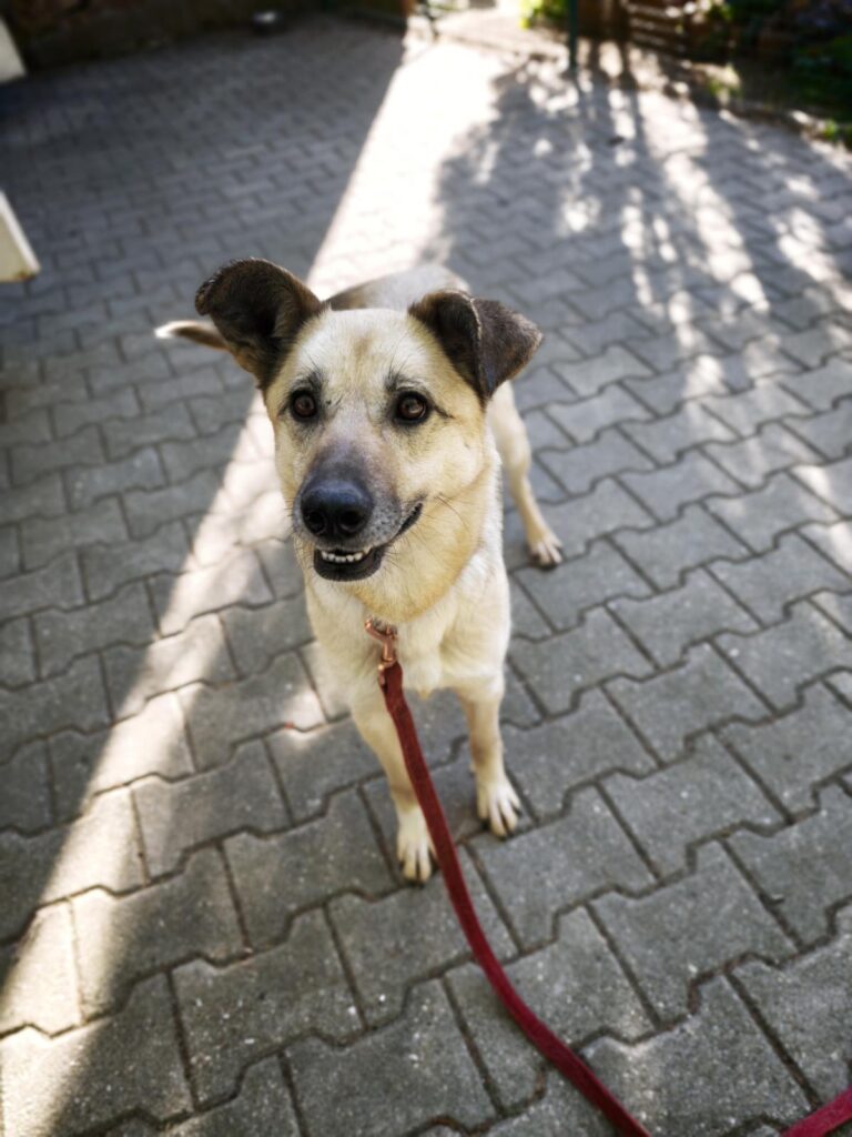 Hund Tomka Zuhause gesucht Tierheim Hoffnung für Tiere