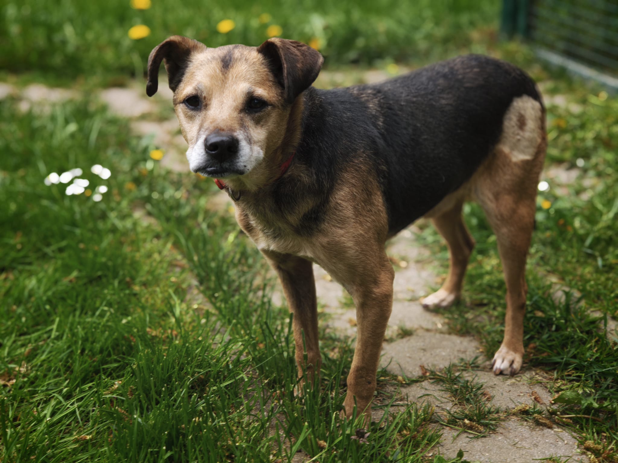 Hundeopi Milton Zuhause gesucht Tierheim Hoffnung für Tiere