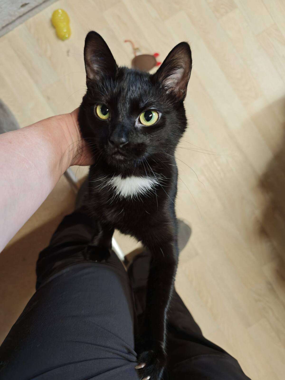 Katze Morgana Zuhause gesucht Tierheim Hoffnung für Tiere