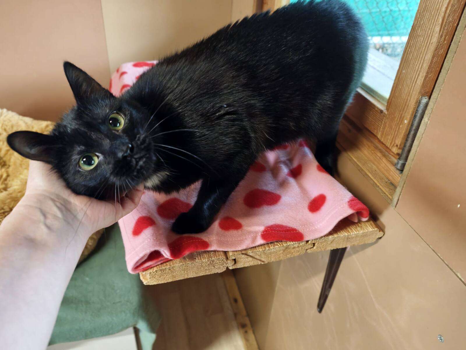 Katze Morgana Zuhause gesucht Tierheim Hoffnung für Tiere