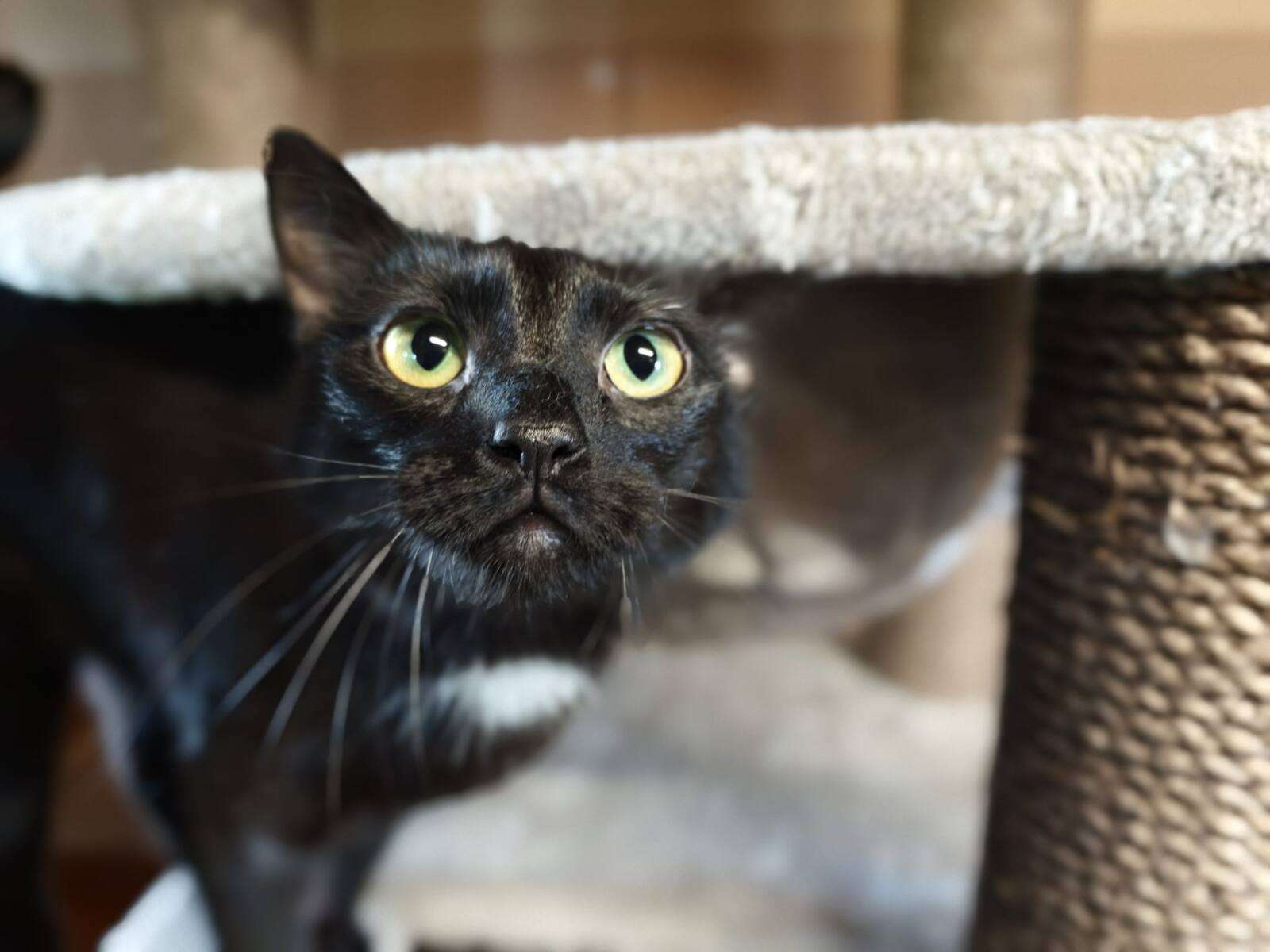 Katze Morgana Zuhause gesucht Tierheim Hoffnung für Tiere