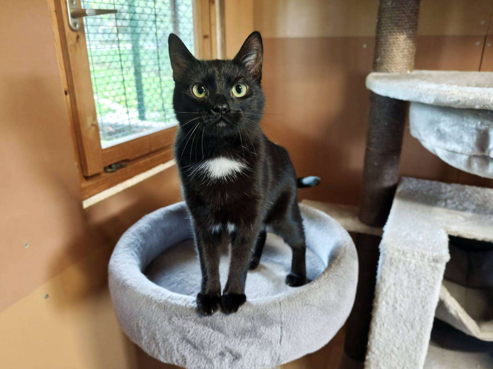 Katze Morgana Zuhause gesucht Tierheim Hoffnung für Tiere