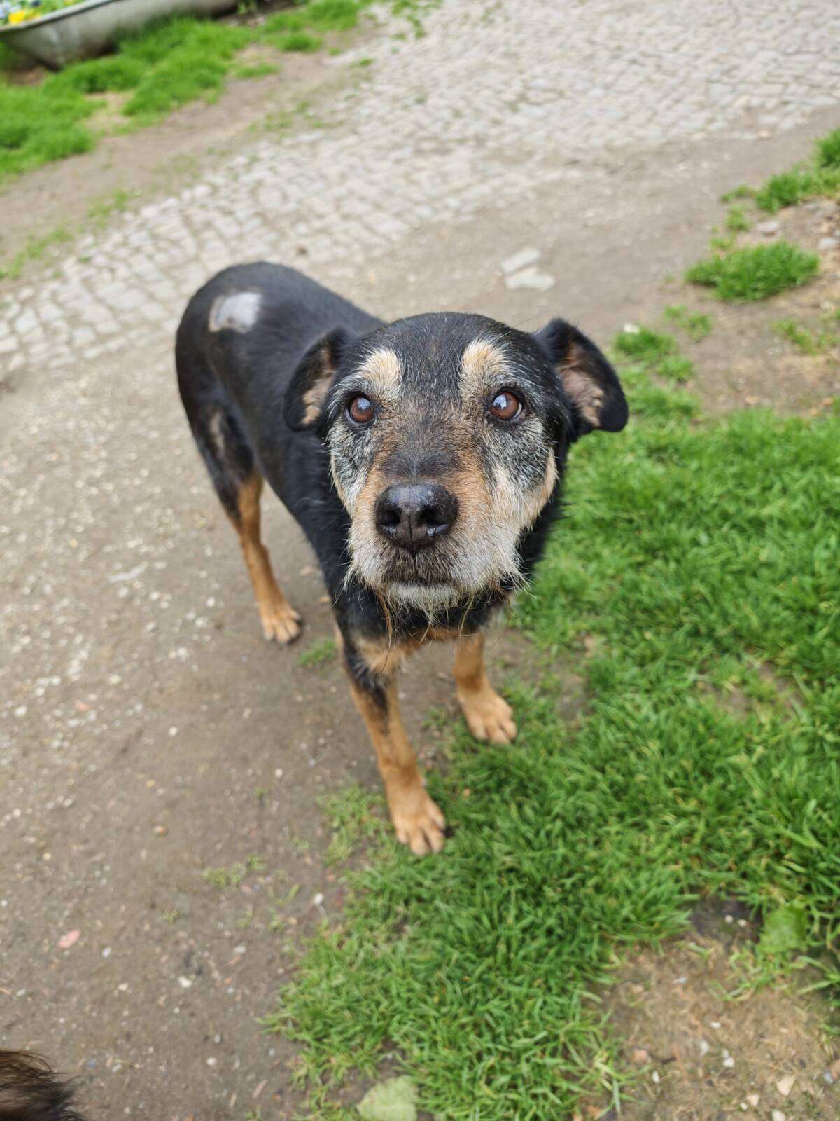 Hund Julian Tierheim Hoffnung für Tiere