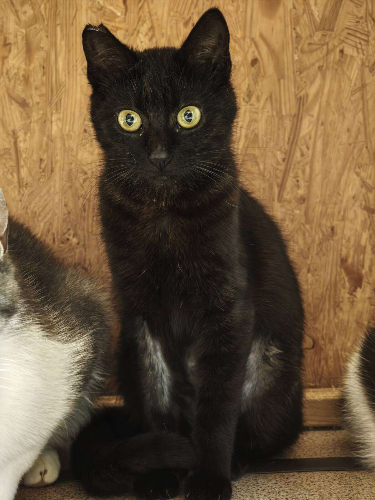 Cayenne Katze Cayenne Zuhause gesucht Tierheim Hoffnung für Tiere