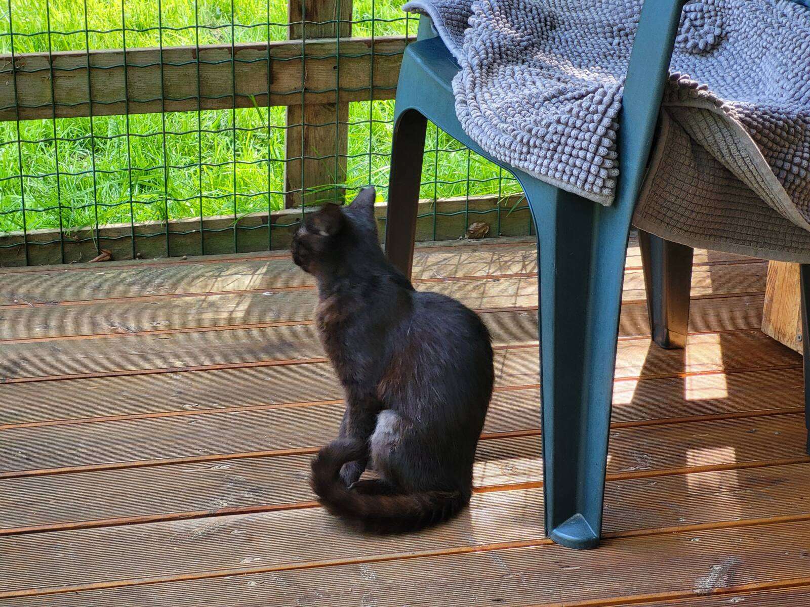 20260601_165310 Katze Cayenne Zuhause gesucht Tierheim Hoffnung für Tiere