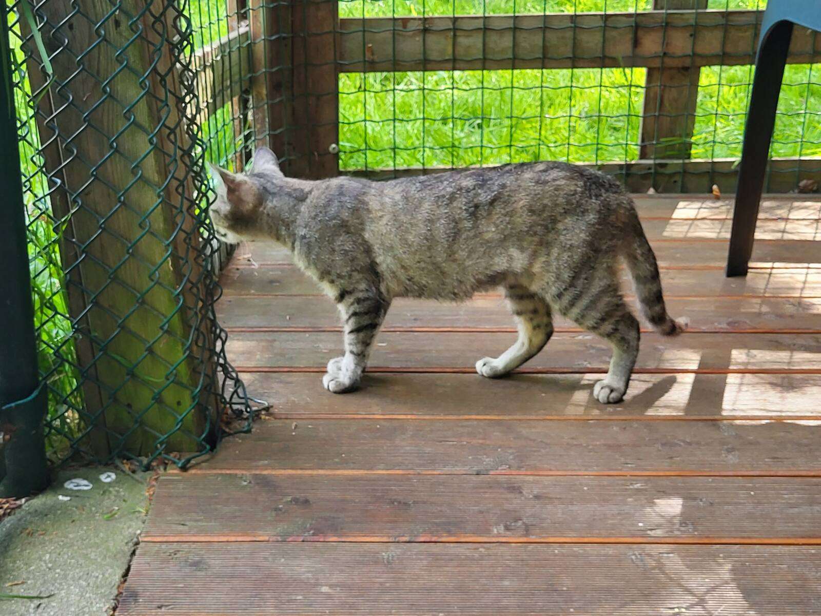 Katze Rosmarie Zuhause gesucht Tierheim Hoffnung für Tiere