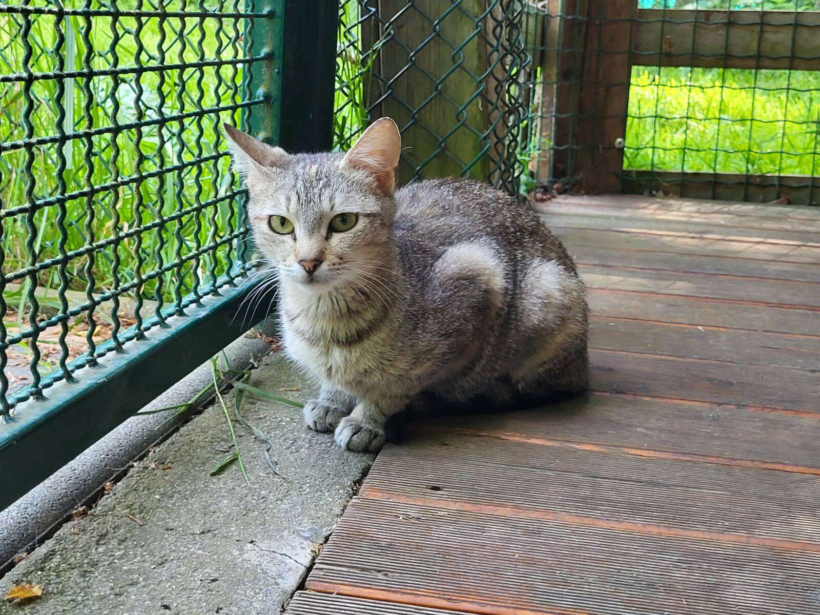Katze Rosmarie Zuhause gesucht Tierheim Hoffnung für Tiere