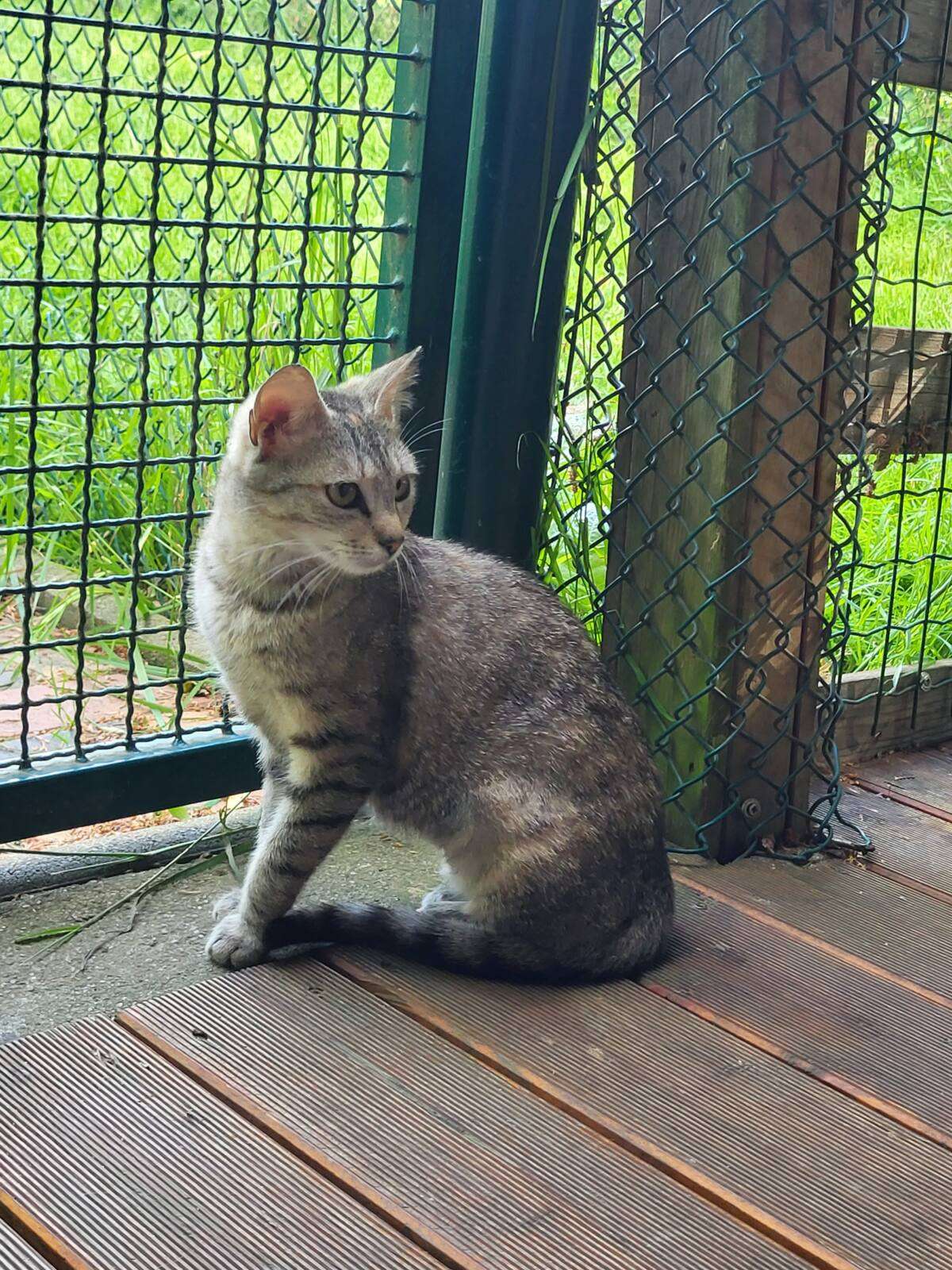 Katze Rosmarie Zuhause gesucht Tierheim Hoffnung für Tiere
